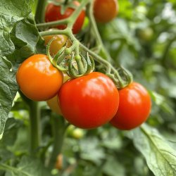 Anneaux d'encornet à la tomate