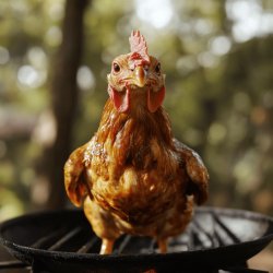 Gallo a la Plancha Fácil y Rápido